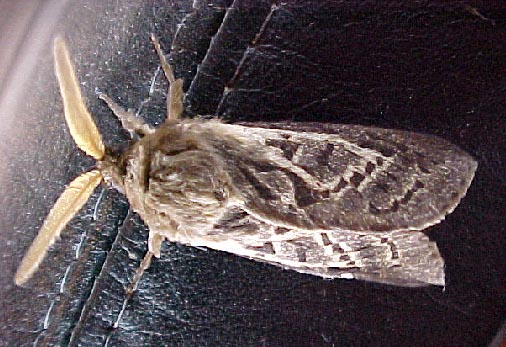Moth, (unkown)