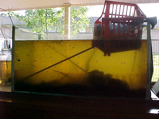 Larvae in Aquarium