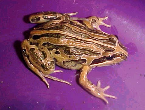 Striped Marsh Frog