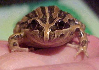 Striped Marsh Frog