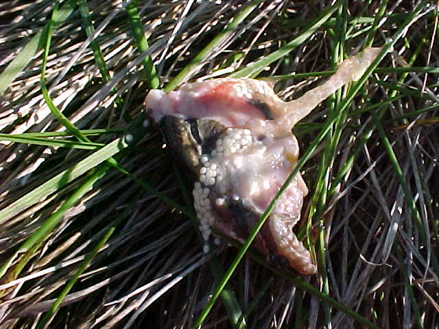Frog Left Overs, 2002