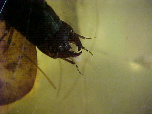 Lavae Mouthparts, (unkown)
