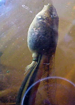 Tadpole being attacked by a leech