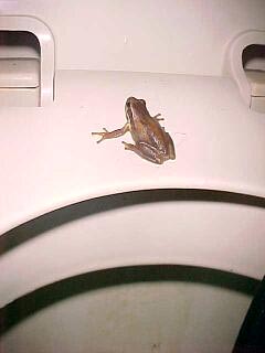 Toilet Frog, (unkown)