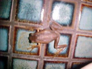 Toilet Frog, (unkown)