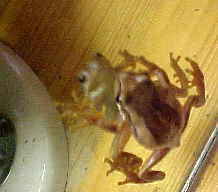 Toilet Frog, (unkown)