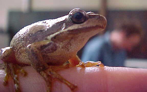 Toilet Frog, (unkown)