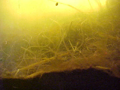 The bottom of the Aquarium
