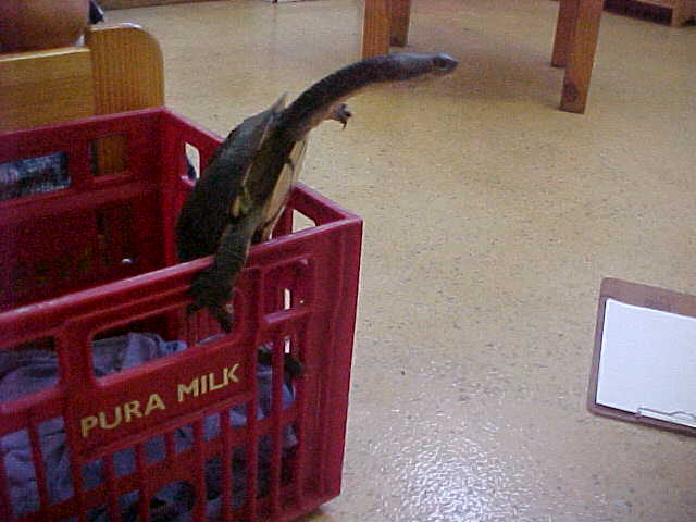 Turtle, (unkown)