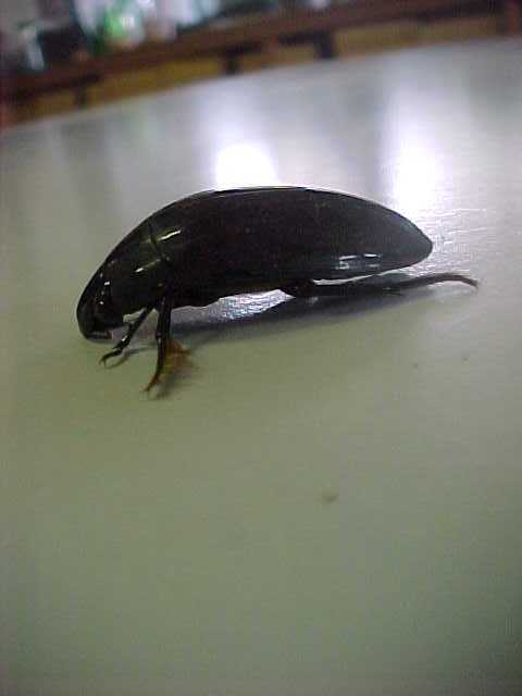 Water Tiger Beetle