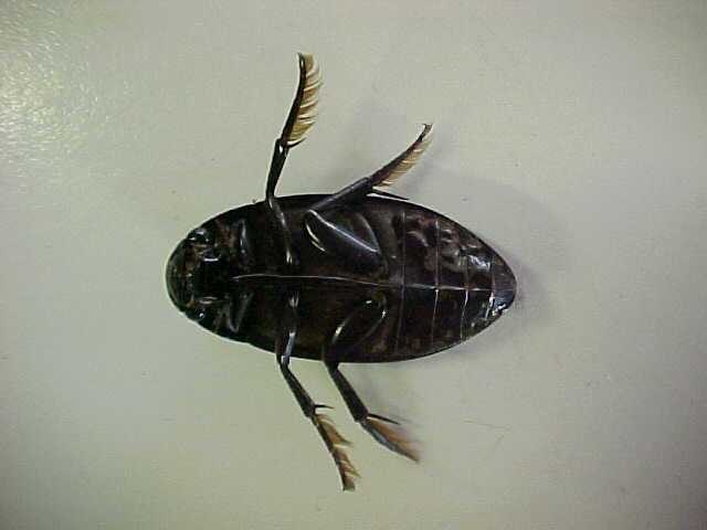 Water Tiger Beetle