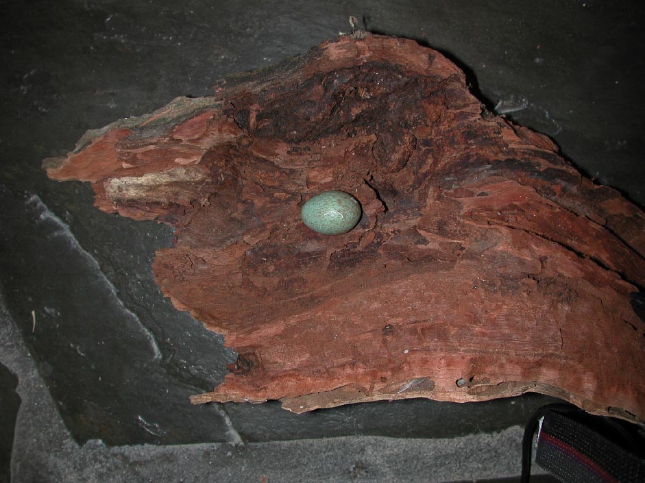 Green Bird Egg