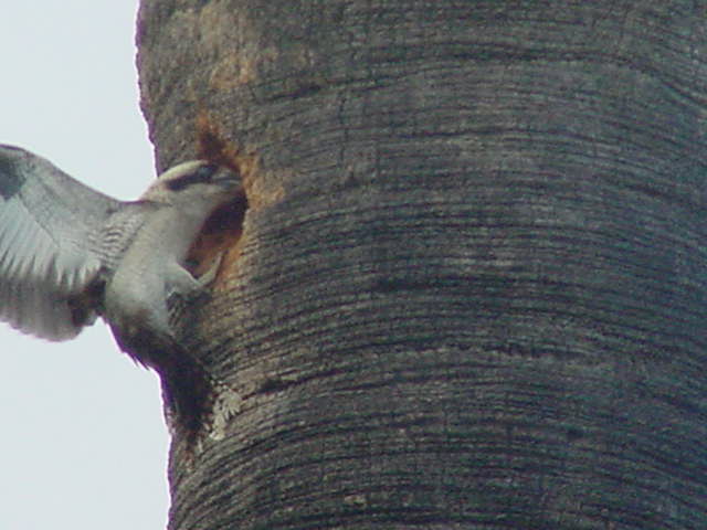 Kookaburra Nesting?
