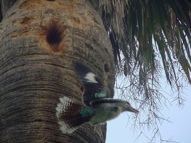 Kookaburra Nesting?