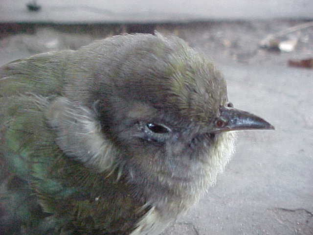Thrush, (unkown)