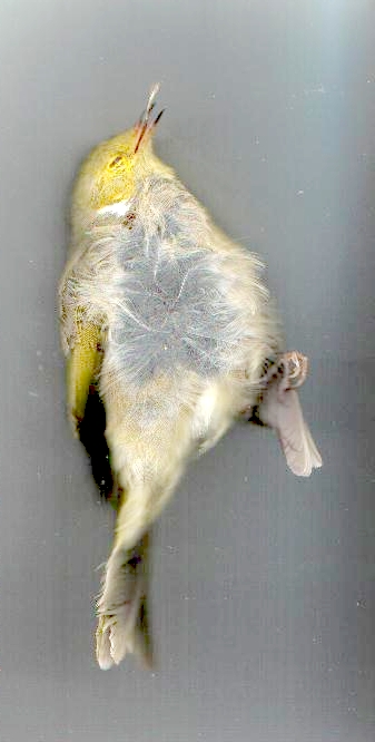 Dead Yellow Bird, (unkown)