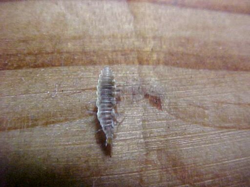 Antlion, (unkown)