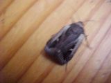 Butterfly Hatched from Chrysallis, (unkown)