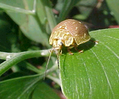 Chrysomelid, (unkown)
