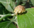 insects