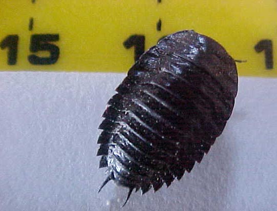 Cockroache, (Laxta friedmanni)