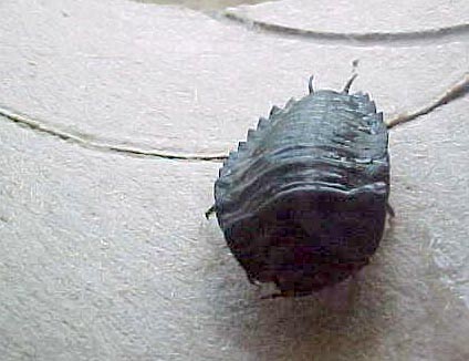Cockroache, (Laxta friedmanni)
