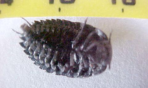 Cockroache, (Laxta friedmanni)