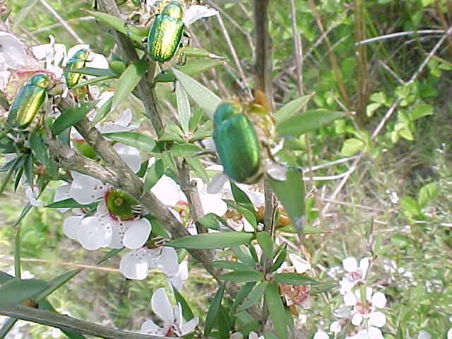 Green Beetle, (unkown)