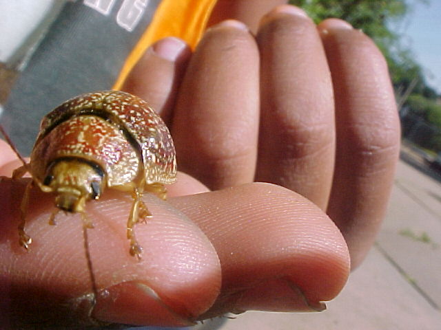 Spotty Beetle, (unkown)