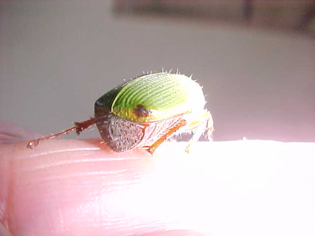 Green Beetle, (unkown)