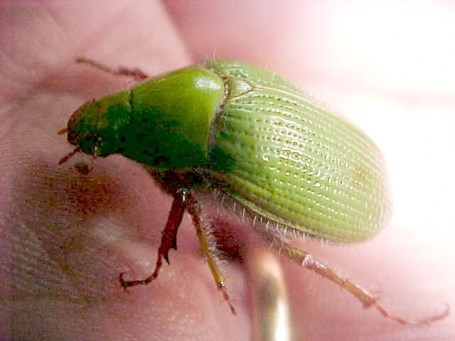 Green Beetle, (unkown)