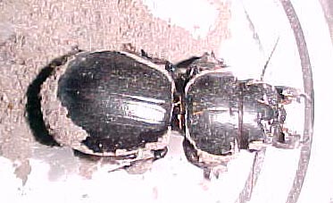 Large Beetle, (unkown)