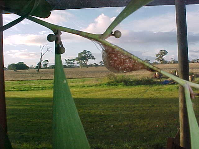 Cocoon, (unkown)