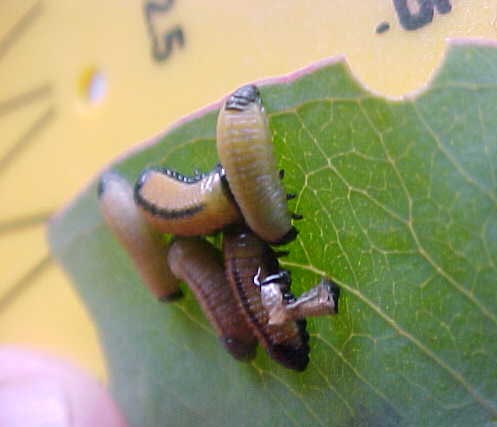 Chrysomelid Lavae, (unkown)