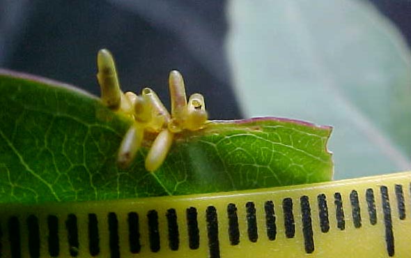Insect Egg cases, (unkown)