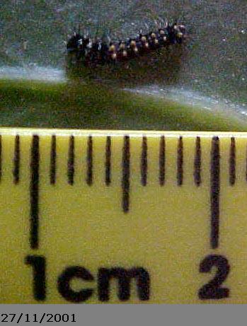 Emperor Gum Moth Catapillar, (unkown)