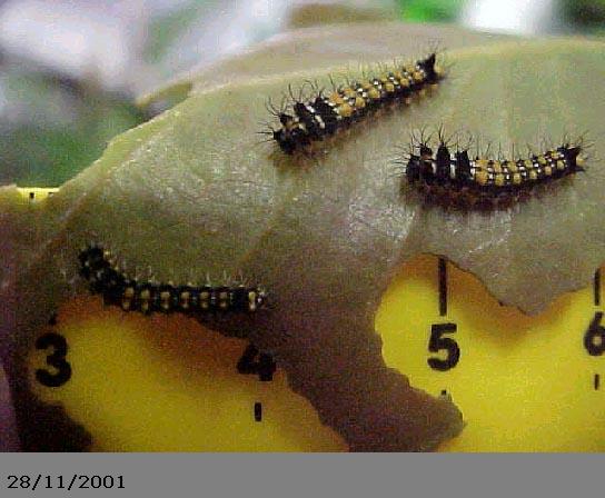 Emperor Gum Moth Catapillar, (unkown)