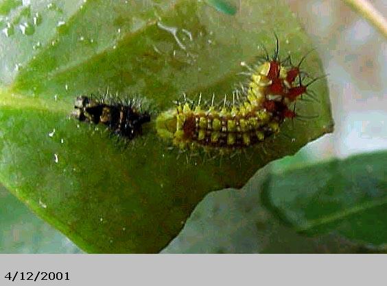 Emperor Gum Moth Catapillar, (unkown)
