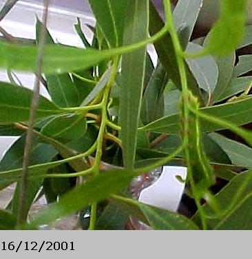 Emperor Gum Moth Catapillar, (unkown)