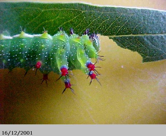 Emperor Gum Moth Catapillar, (unkown)