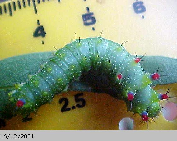 Emperor Gum Moth Catapillar, (unkown)