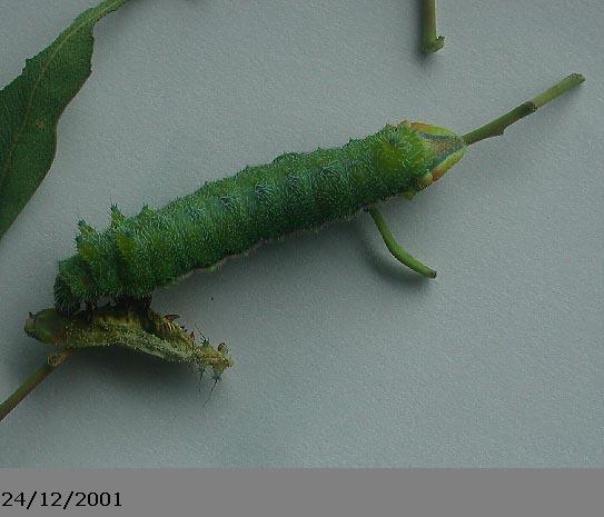 Emperor Gum Moth Catapillar, (unkown)