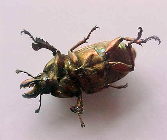 Ferocious Beetle, (unkown)