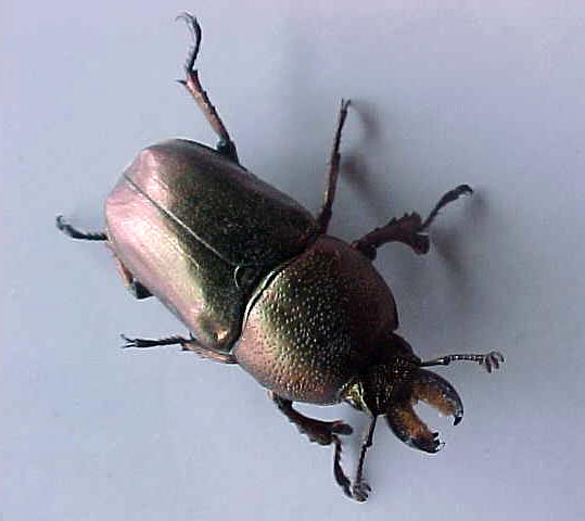 Ferocious Beetle, (unkown)