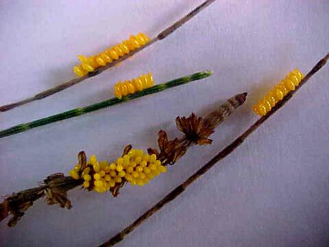 Lady Bird Larvae, (unkown)