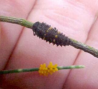 Lady Bird Larvae, (unkown)