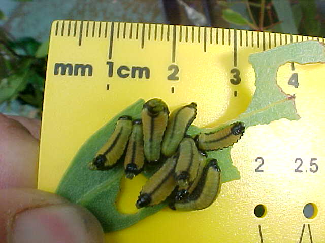 Leaf Beetle Larvae Catapillar, (unkown)