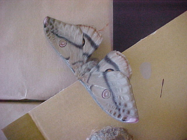 Moth, (unkown)