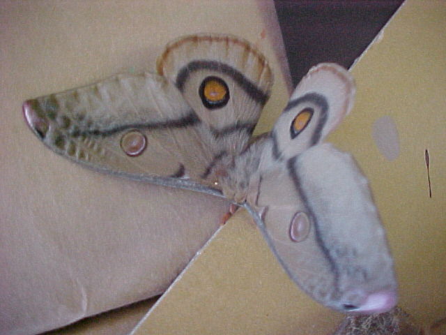 Moth, (unkown)