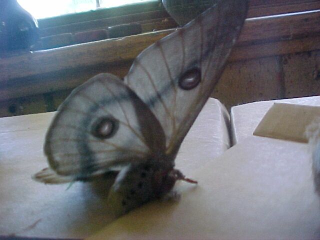 Moth, (unkown)
